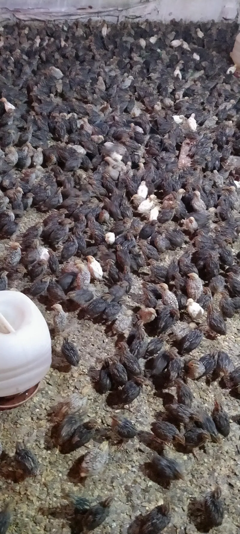 Quails (Btaira) — photo 2