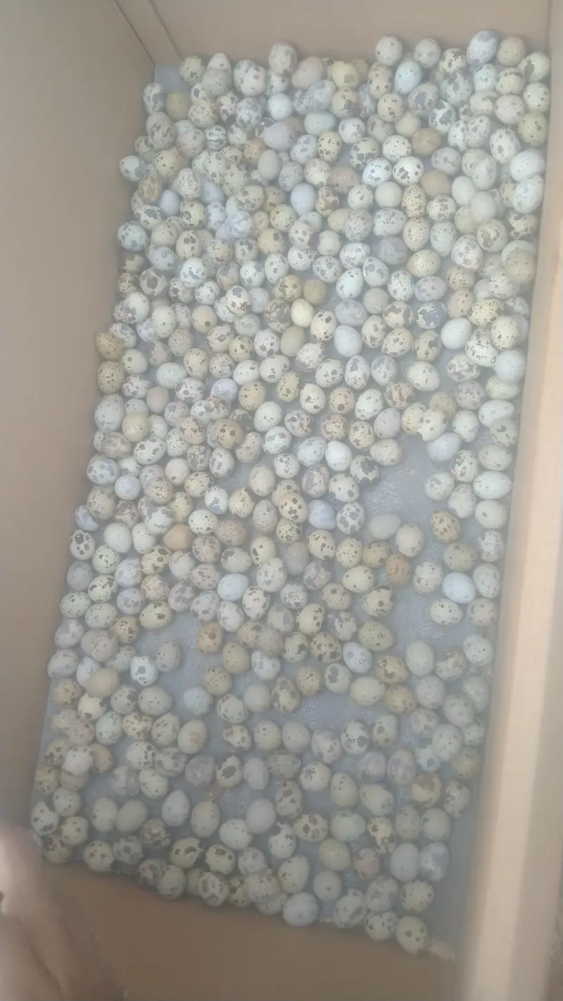 Quails (Btaira) — photo 3