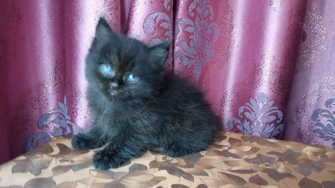 Jeet black kitten