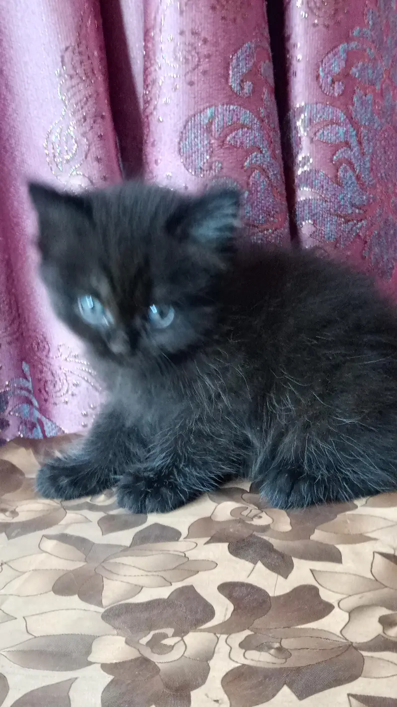 Jeet black kitten — photo 2