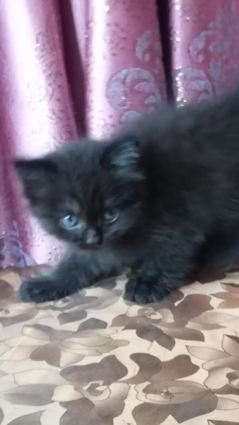 Jeet black kitten — photo 3