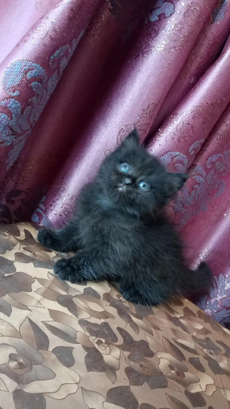 Jeet black kitten — photo 4
