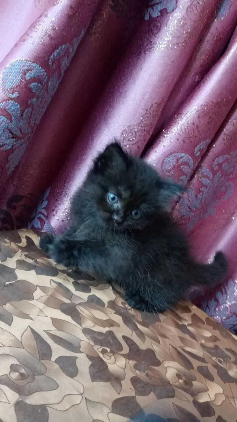 Jeet black kitten — photo 5