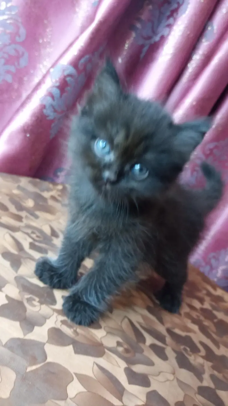 Jeet black kitten — photo 6