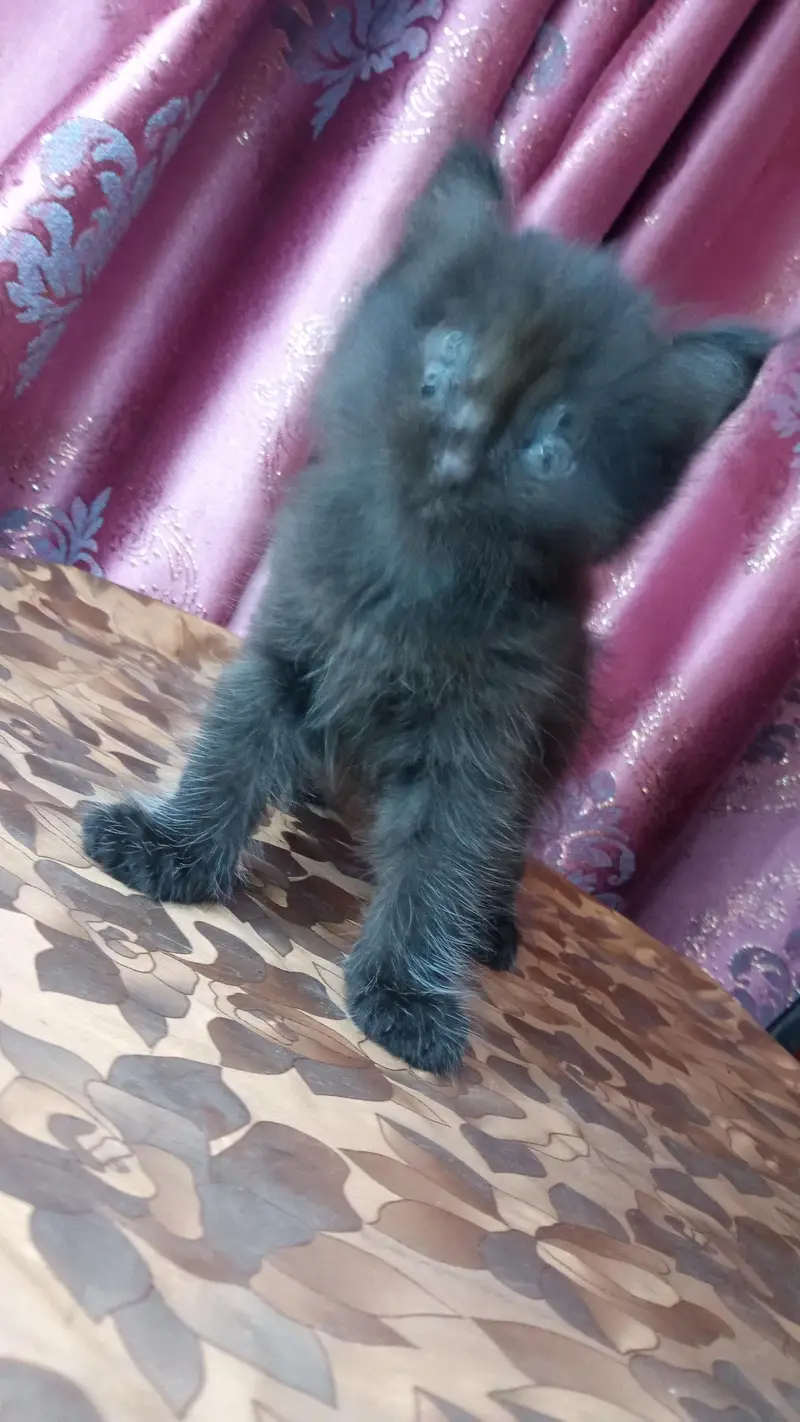 Jeet black kitten — photo 7