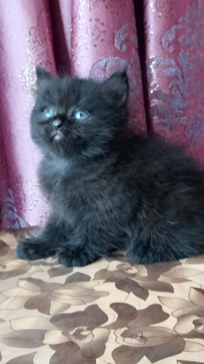 Jeet black kitten — photo 9