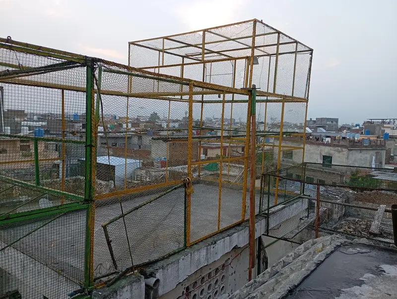 Peigons cage — photo 2