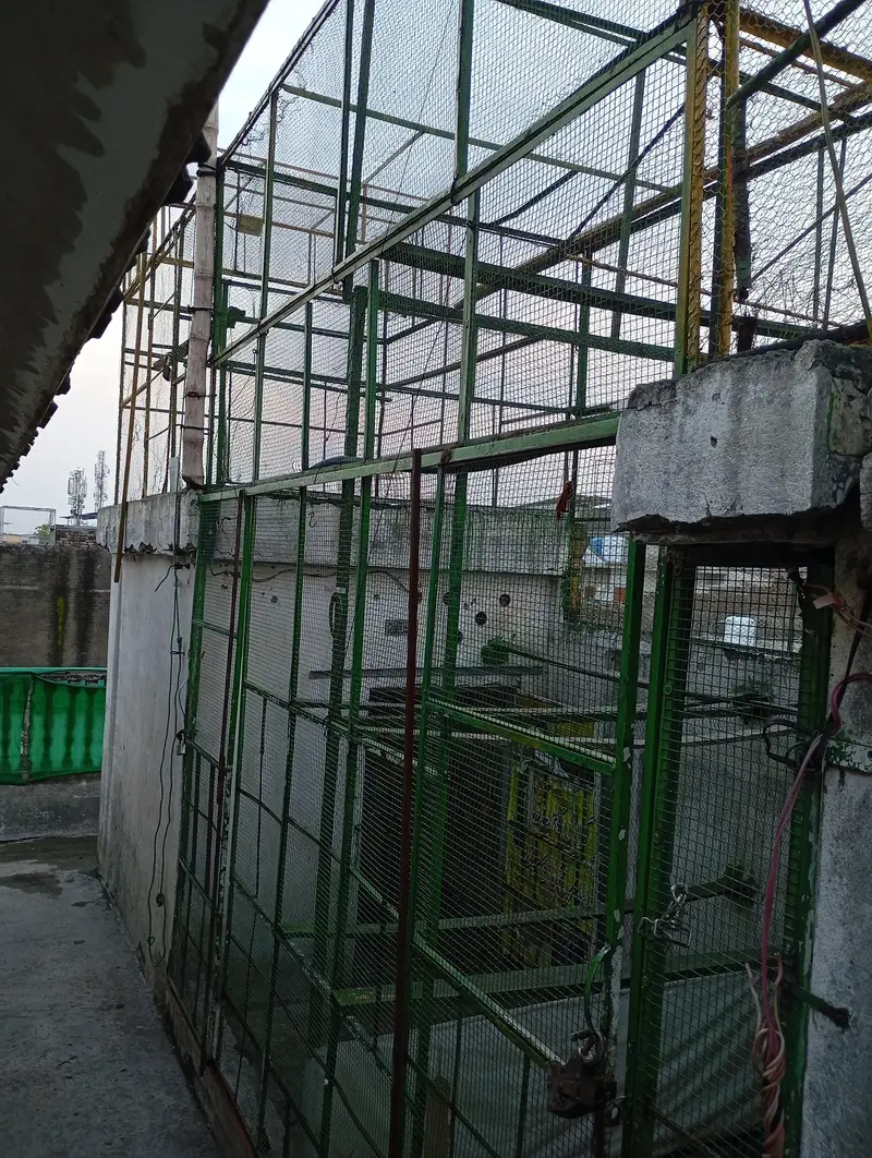 Peigons cage — photo 5