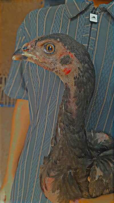 Aseel thai pokoye breed