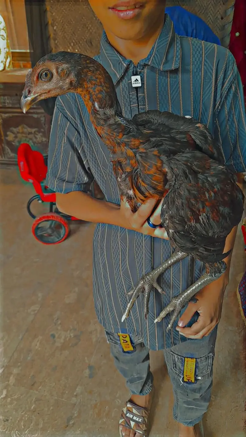 Aseel thai pokoye breed — photo 4