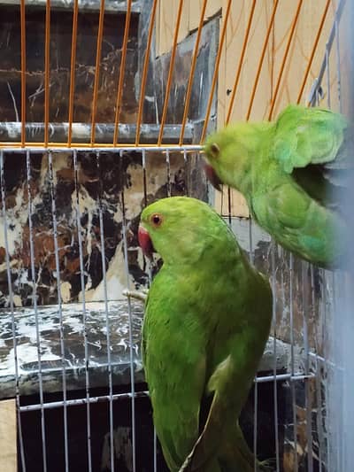GREEN RAW PARROT