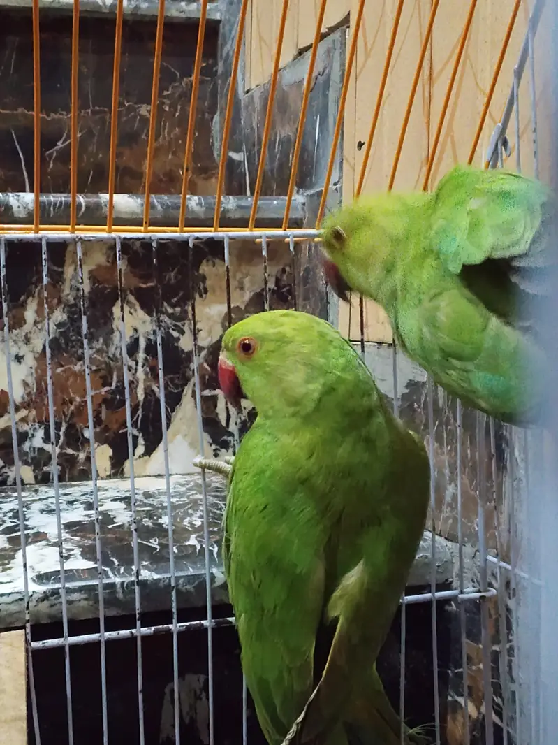 GREEN RAW PARROT