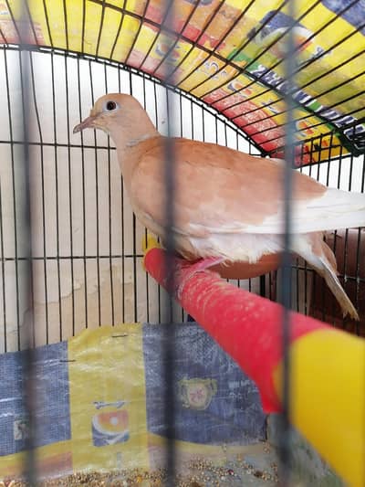 female for sale