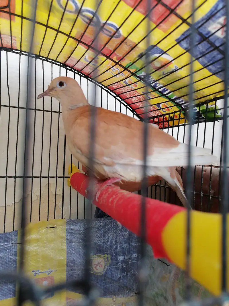 female for sale — photo 2