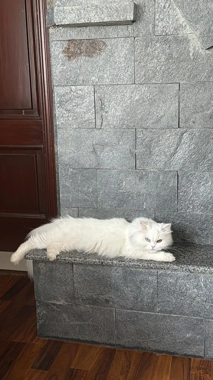 Persian cat available for sale