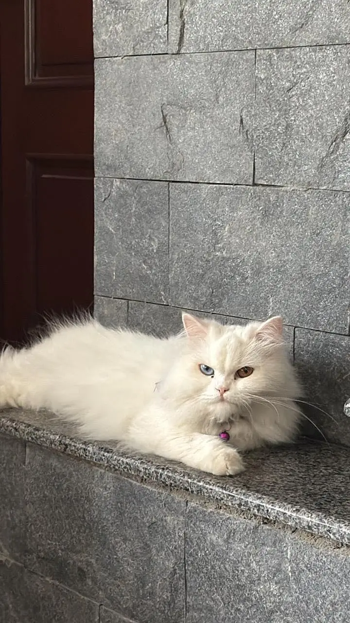 Persian cat available for sale — photo 2