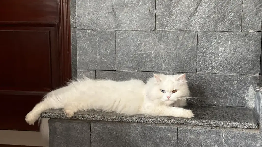 Persian cat available for sale — photo 3