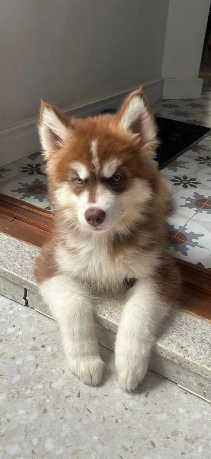 Brown Fully Trained husky baby 2 months original Quilty long hairs