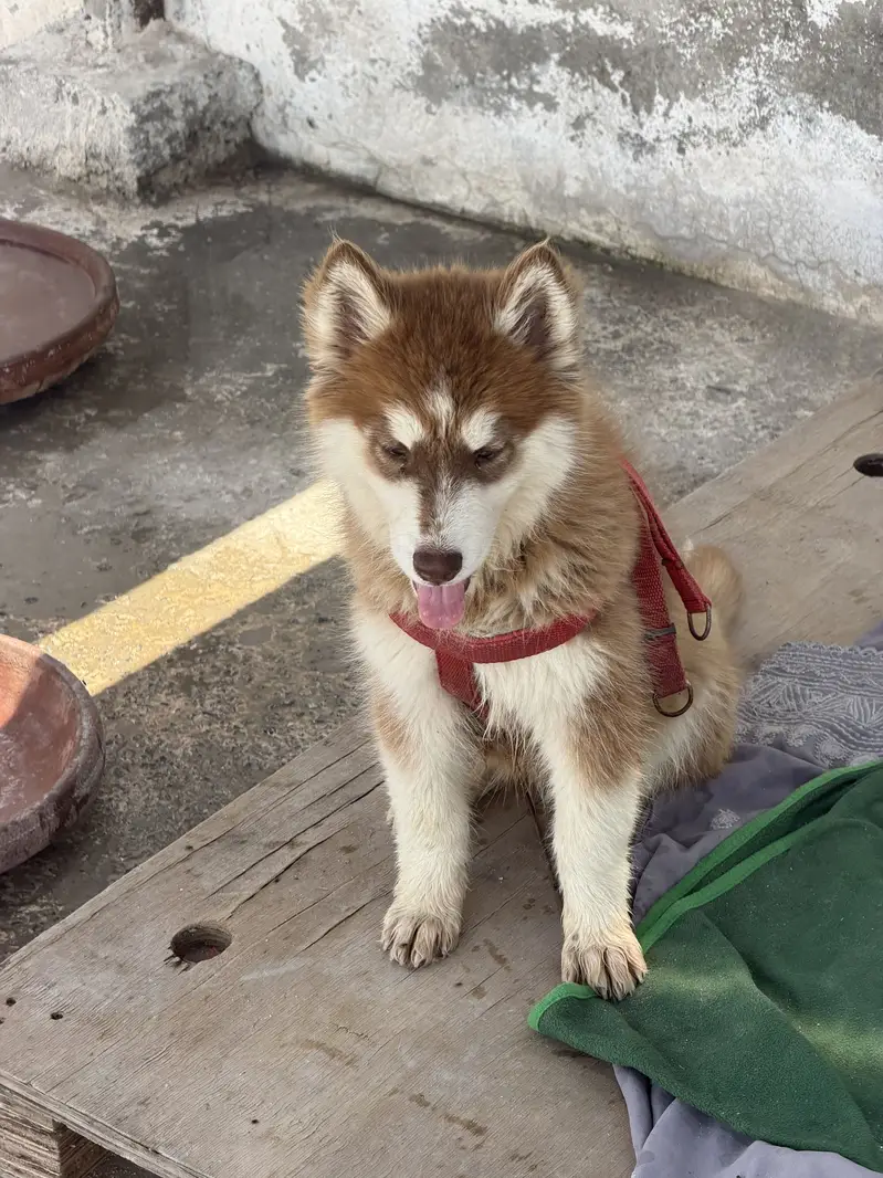 Brown Fully Trained husky baby 2 months original Quilty long hairs — photo 2