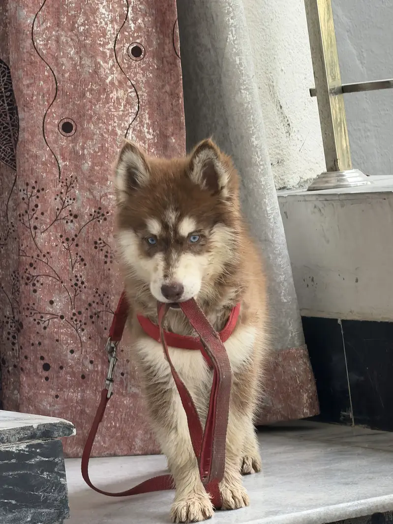 Brown Fully Trained husky baby 2 months original Quilty long hairs — photo 3
