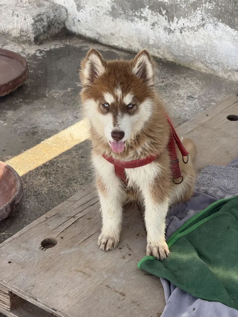 Brown Fully Trained husky baby 2 months original Quilty long hairs — photo 4
