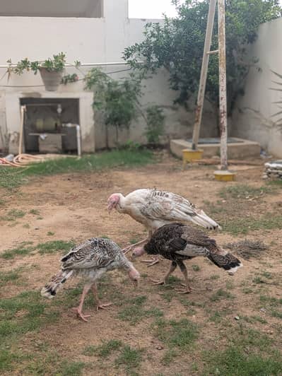 Turkey Active pathe