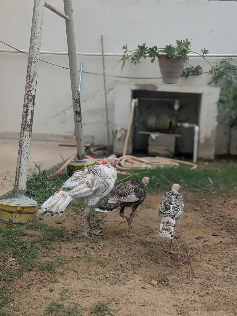 Turkey Active pathe — photo 2