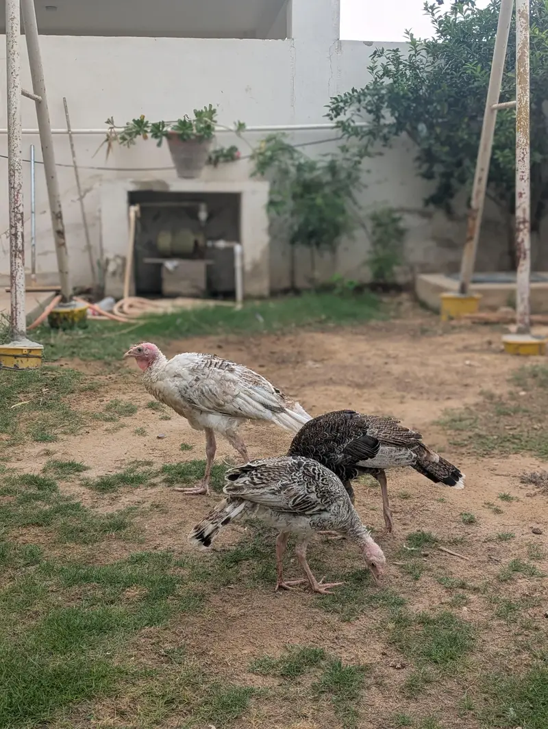 Turkey Active pathe — photo 5