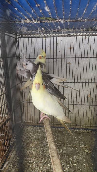cocatails pairs looking new homes ready to breed parrots