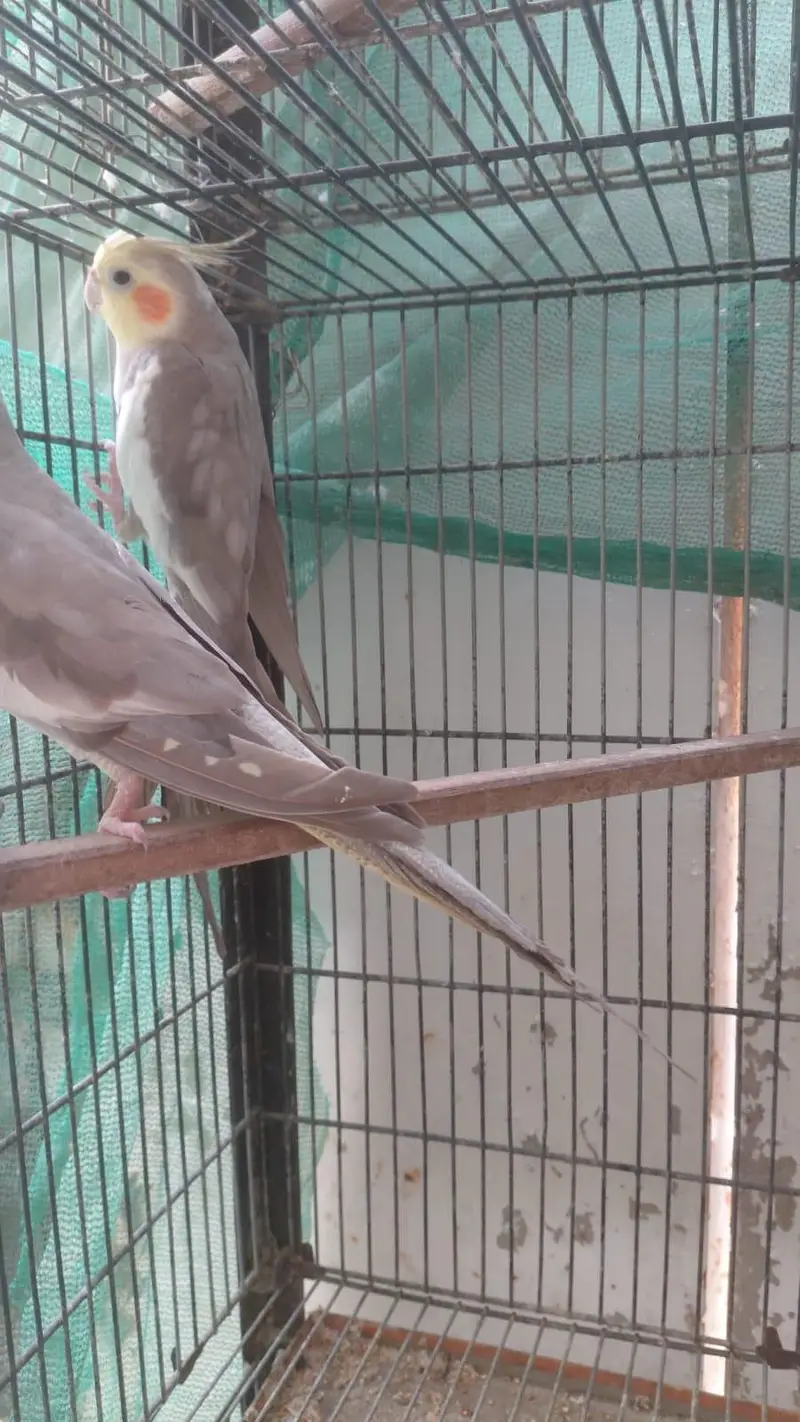cocatails pairs looking new homes ready to breed parrots — photo 2