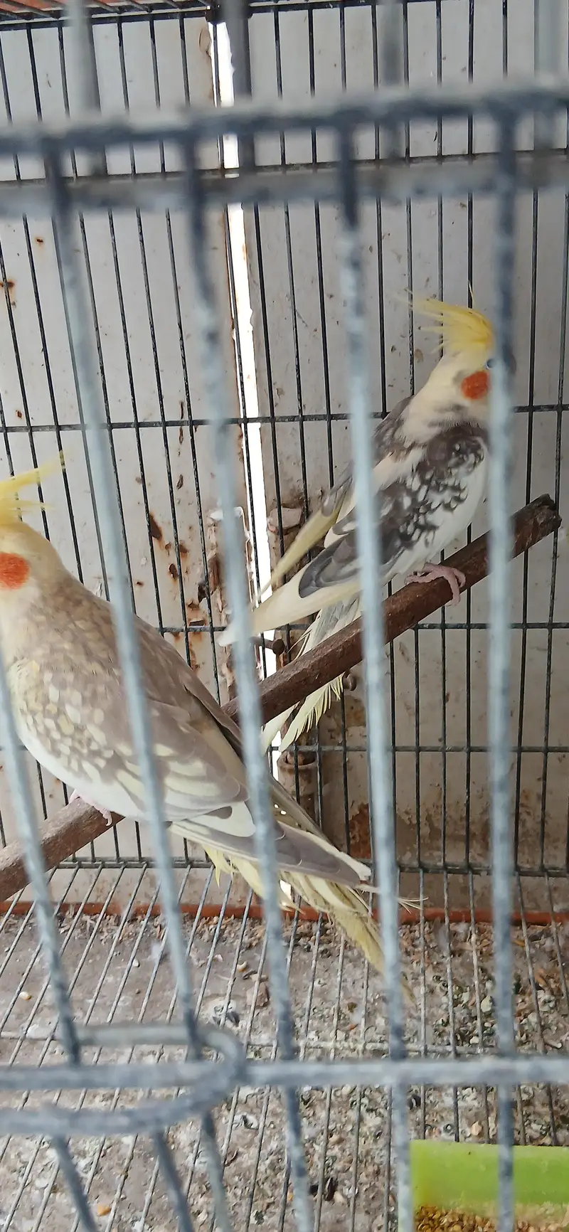 cocatails pairs looking new homes ready to breed parrots — photo 3