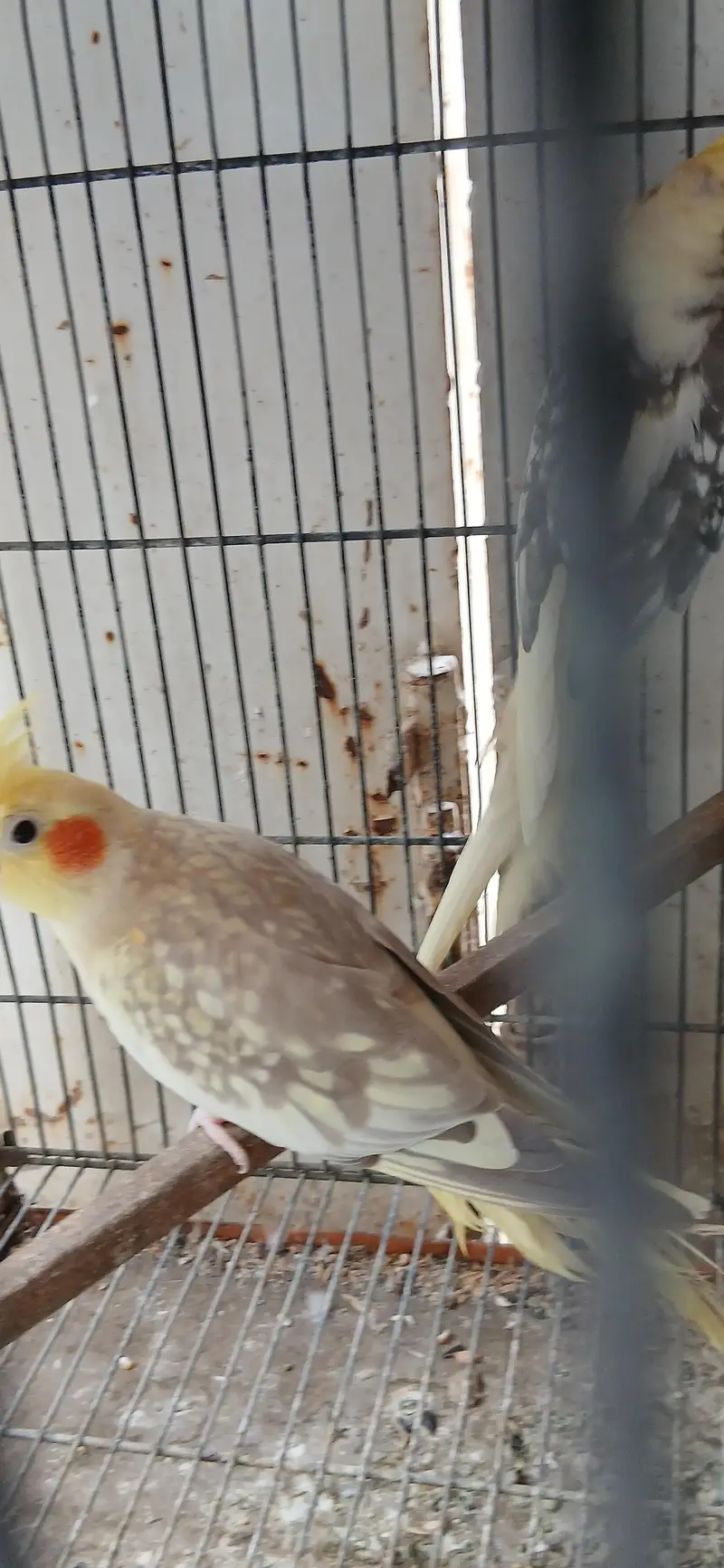 cocatails pairs looking new homes ready to breed parrots — photo 4