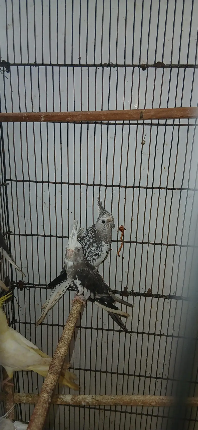 cocatails pairs looking new homes ready to breed parrots — photo 5