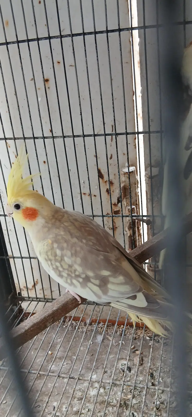 cocatails pairs looking new homes ready to breed parrots — photo 6