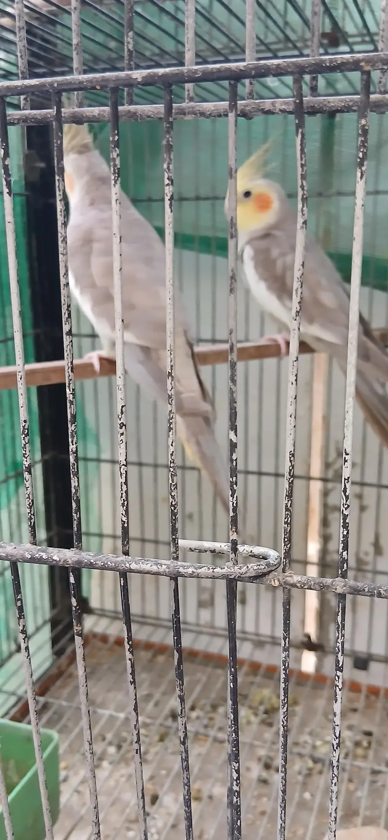cocatails pairs looking new homes ready to breed parrots — photo 7