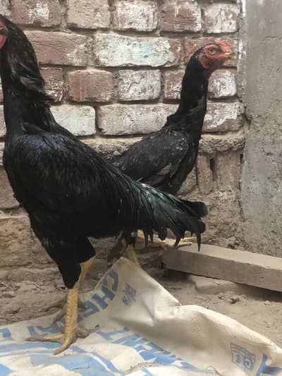 shamo one female
