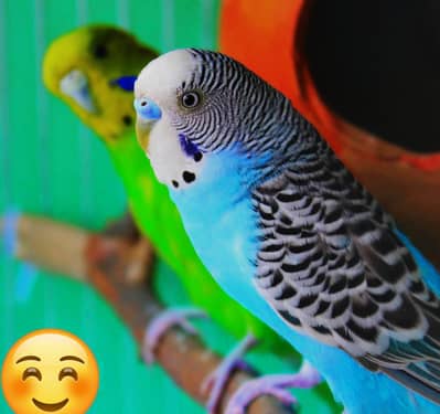 Australian parrot breeder pair