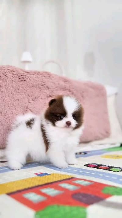 Pomeranian and Russian puppies dog for sale