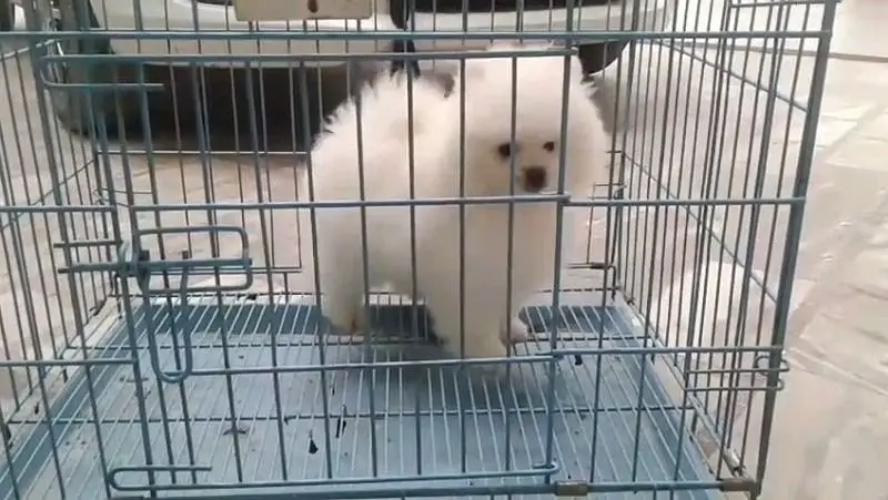 Pomeranian and Russian puppies dog for sale — photo 4