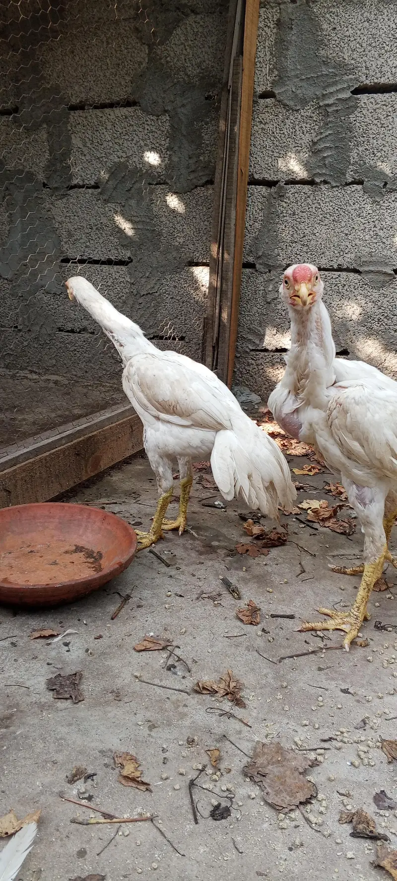 Indian parrot beak White aseel pair — photo 3
