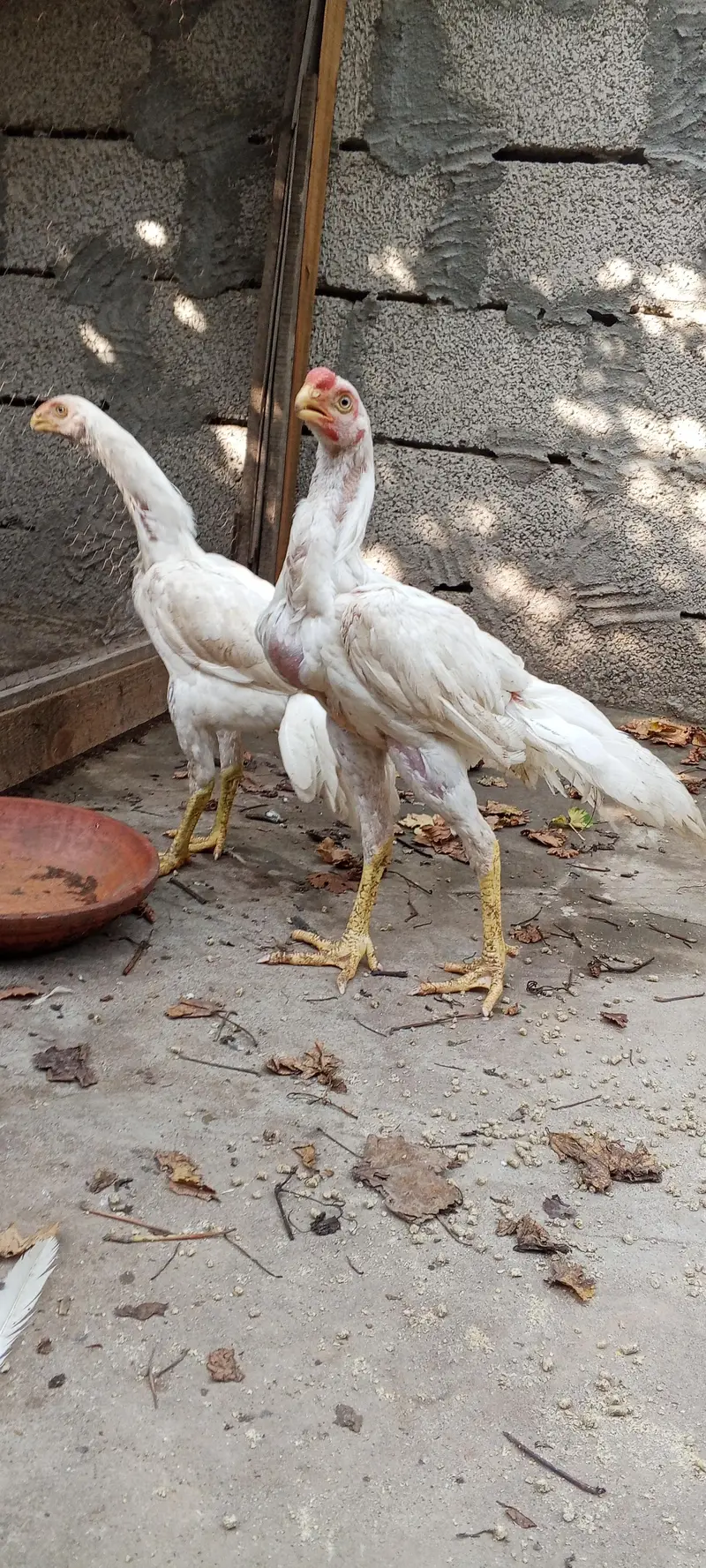 Indian parrot beak White aseel pair — photo 4