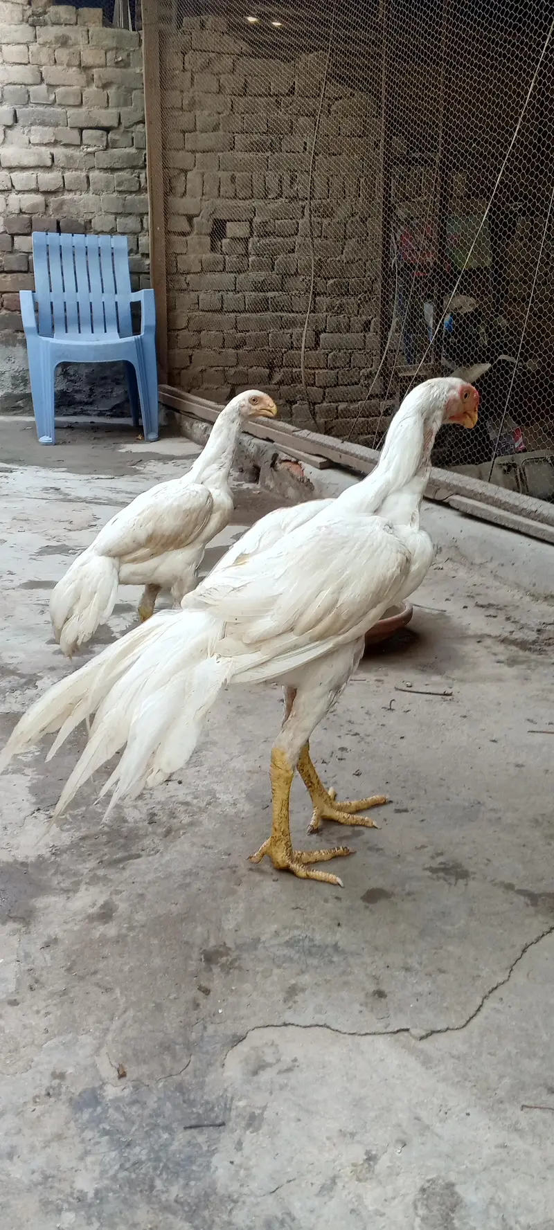 Indian parrot beak White aseel pair — photo 6