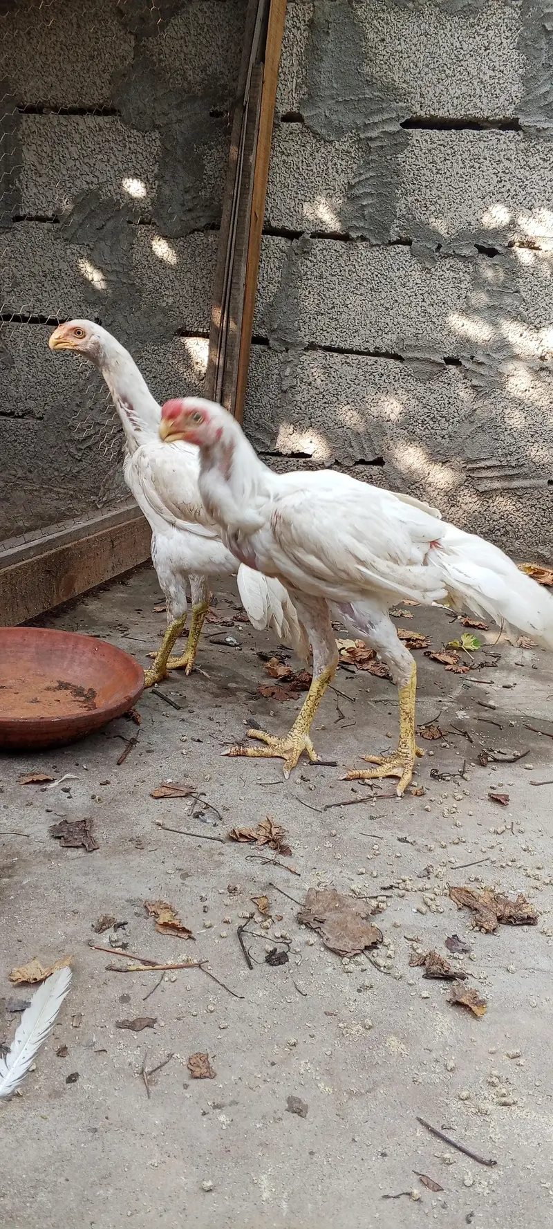 Indian parrot beak White aseel pair — photo 10