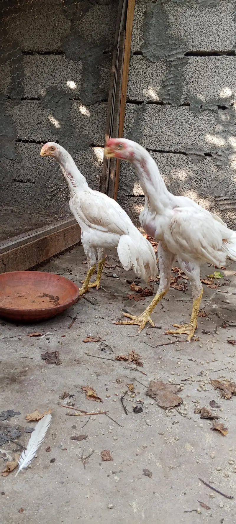 Indian parrot beak White aseel pair — photo 11