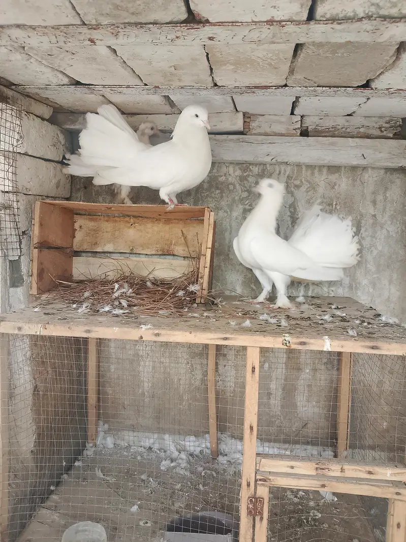 lakay kabutar confirm pair — photo 2
