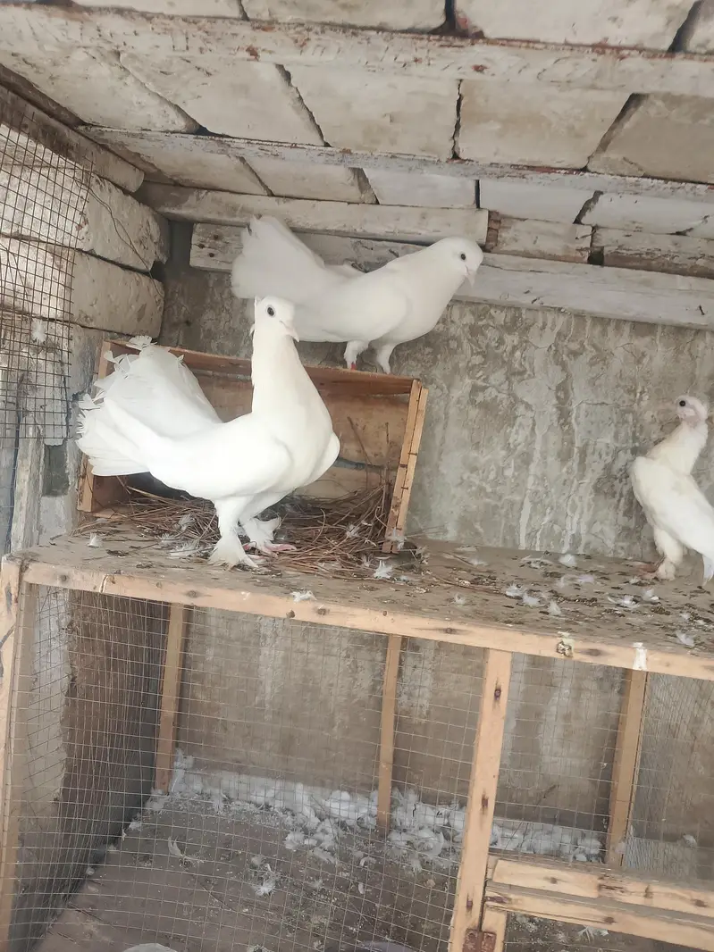 lakay kabutar confirm pair — photo 3