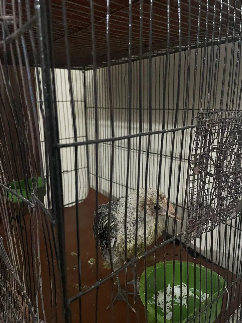cage for sale — photo 4