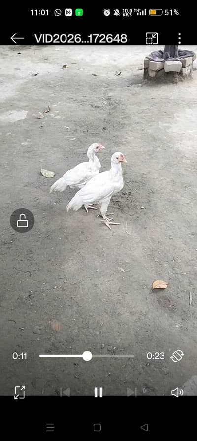 aseel mainwali