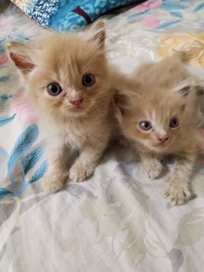 Persian kitten playful
