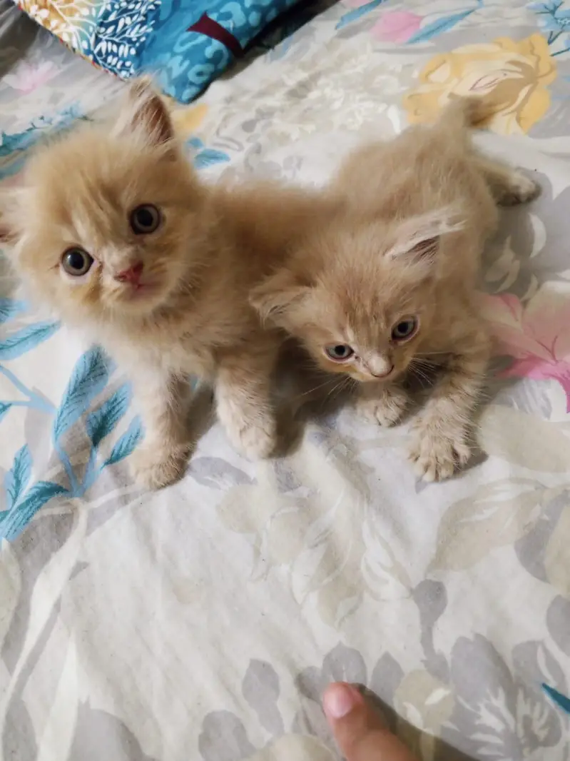 Persian kitten playful — photo 2